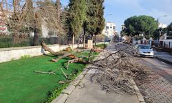 Efeler’de ağaç yola devrildi