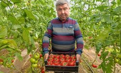 Eynal domatesine pazarlarda büyük ilgi