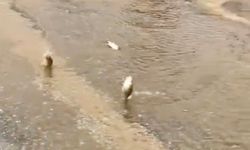 Gölet taştı, asfalta balık yağdı