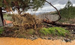 Karacasu'da toprak kaydı, ağaçlar devrildi
