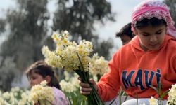 Mis kokulu nergisin yeni faydaları ortaya çıktı