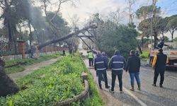 Nazilli’de çam devrildi