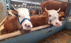 Nazilli’de şap hastalığıyla ilgili yeni gelişme