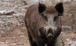 Nazilli’de yaban domuzu nedeniyle canından oluyordu