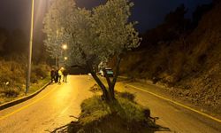 Söke’de dağdan kopan zeytin ağacı yolun ortasına geldi