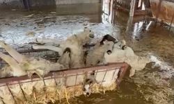 Söke’de su basan ahırdaki koyunlar boğularak telef oldu