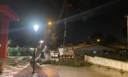 Yarım asırlık çam ağacı devrildi