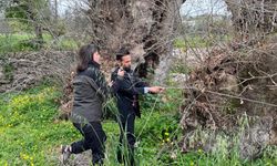 2 bin yıllık dev çınar keşfedildi