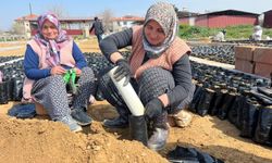 İki kardeşten üzüm fidanında büyük başarı