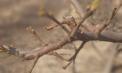 Ağaçlarda ateş yanıklığı uyarısı