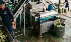 Aydın dikkat! Bu zeytinyağı markalarına dikkat