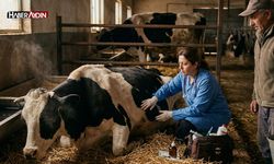 Aydın Efeler’de 15 bin hayvan aşılandı