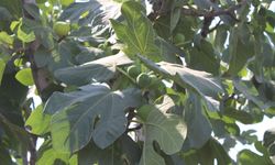 Aydın inciriyle ilgili sıcak gelişme