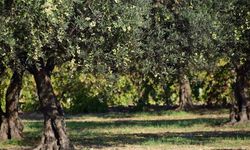 Aydın’da 3 dönüm zeytinlik icradan satışa çıktı