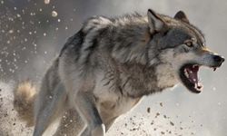 Aydın’da bir ilçeyi kurtlar bastı