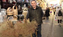 Aydın’da çalı süpürgesinin Dyson ile savaşı sürüyor