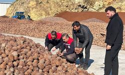 Aydın’da çam fıstığı işleme tesisi incelendi