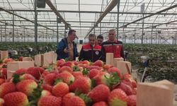 Aydın’da çilek hasadı başladı