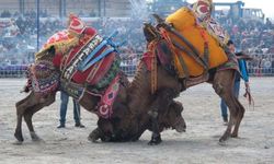 Aydın’da deve güreşleri yeniden başlıyor.. Tarih belli oldu