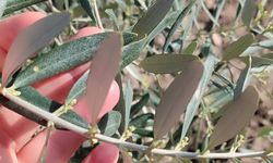 Aydın’da ekipler zeytin bahçelerinde