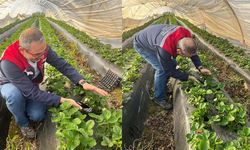 Aydın'da hasat öncesi çilek bahçeleri kontrol edildi