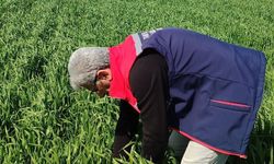 Aydın’da hastalık kontrolünün sonuçları beli oldu