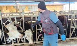 Aydın’da hayvanlar aşılanıyor