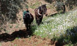 Aydın’da karabasanla mücadele başladı