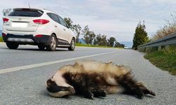 Aydın’da karşıdan karşıya geçmeye çalışan porsuk telef oldu