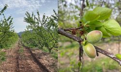 Aydın’da meyve bahçelerine yakın takip