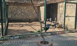 Aydın’da otobüsün bagajından çıkan tavus kuşları hayvanat bahçesine teslim edildi