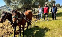 Aydın’da engebeli arazilerde toprak atla sürülüyor