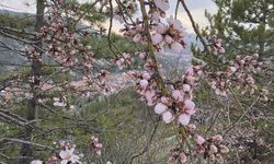 Badem ağaçları çiçek açtı