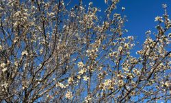 Badem ağaçları çiçek açtı