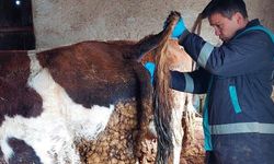 Büyükbaş hayvanlardan kan numunesi alındı: İnceleme başlatıldı