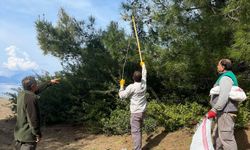 Çam kese böceğine karşı mücadele başladı