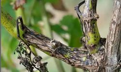 Çiftçilere ölükol uyarısı