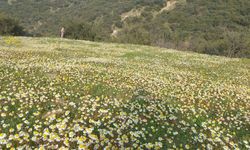 Dağlar çiçek açtı, üretici umutlandı