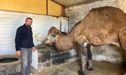 Deve güreşleri iptal edildi