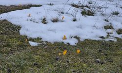 Ege’de ilginç görüntü.. Kar ve çiçek açan çiğdemler yan yana