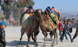 Aydın’da deve güreşi takvimi belli oldu