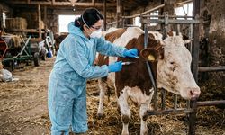 Hastalık yayılıyor, 15 köy daha karantinaya alındı