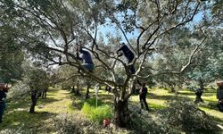 Koçarlı’da üreticilere budama eğitimi