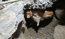 Kuşadası’nda betona sıkışan köpek kurtarıldı