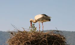 Hırsız leylek kameralara yakalandı