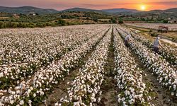 Aydın’da büyük pamuk satışı.. 6 milyon lira gelir bekleniyor
