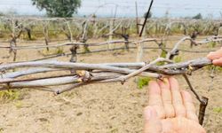 Ölükol hastalığı riski arttı