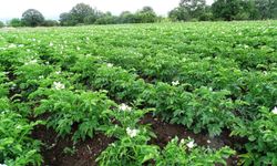 Patates üreticilerine uyarı
