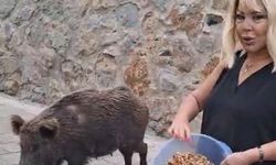 Safiye Soyman kapısına gelen domuzu elleriyle besledi