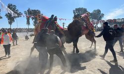 Şap karantinası kalktı, deve güreşleri İncirliova’da başladı